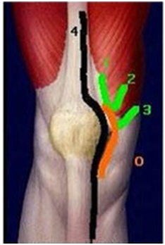 Ανατομία  πρόσθιας επιφάνειας γόνατος
